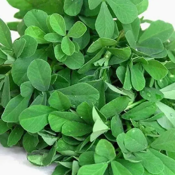 Pack_Of_2_Fenugreek_Seeds_For_Planting_And_Cooking_(_280_Seeds)