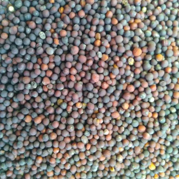 Pack_Of_2_Mustard_Seeds_(_50_Seeds)