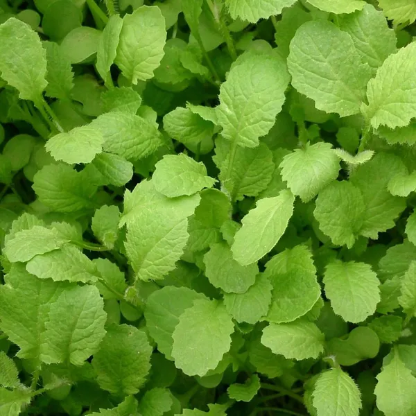 Pack_Of_2_Mustard_Seeds_(_50_Seeds)