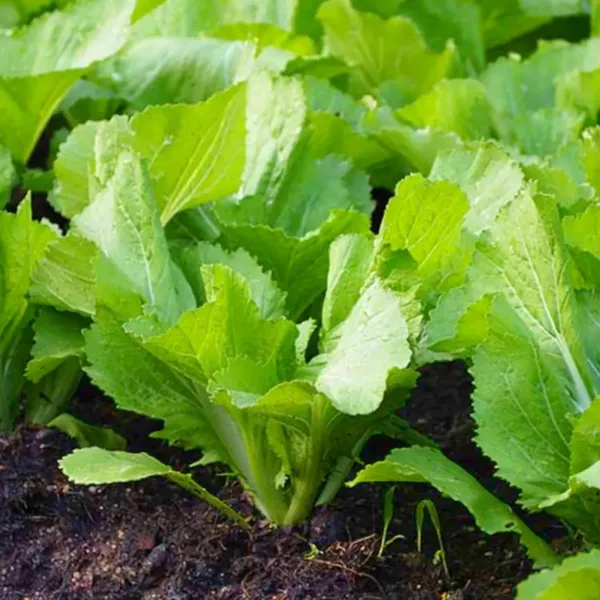 Pack_Of_2_Mustard_Seeds_(_50_Seeds)