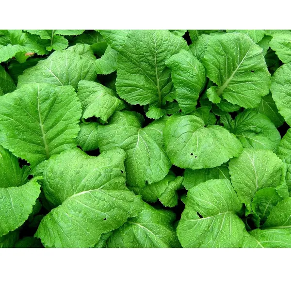 Pack_Of_2_Mustard_Seeds_(_50_Seeds)