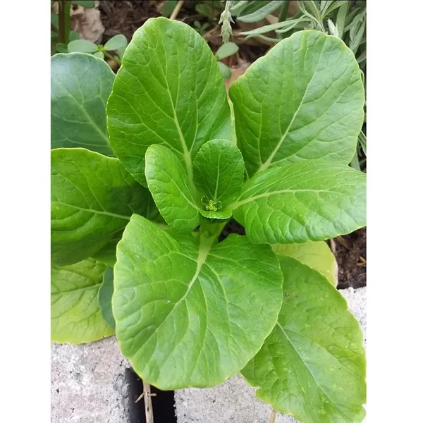 Pack_Of_2_Mustard_Seeds_(_50_Seeds)