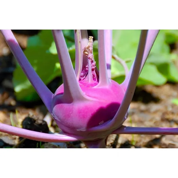 Pack_Of_2_Kohlrabi_Seeds_(_90_Seeds)