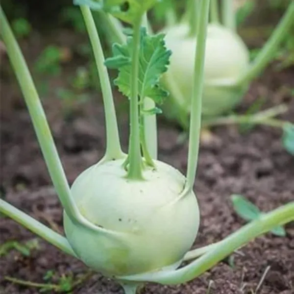 Pack_Of_2_Kohlrabi_Seeds_(_90_Seeds)