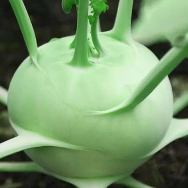 Pack_Of_2_Kohlrabi_Seeds_(_90_Seeds)
