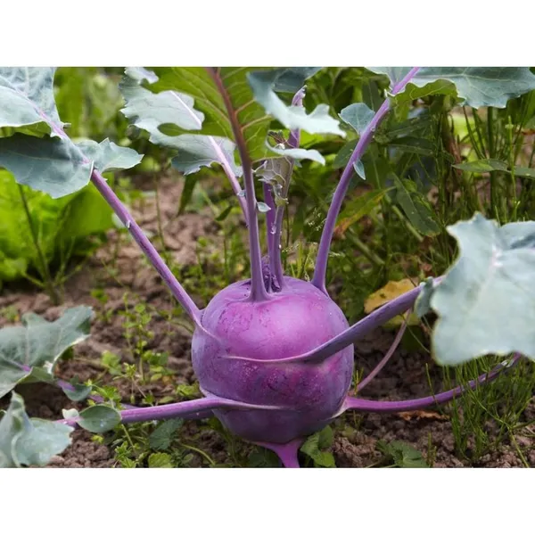 Pack_Of_2_Kohlrabi_Seeds_(_90_Seeds)