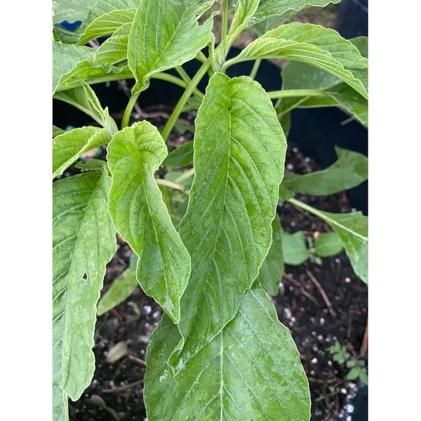 Pack_Of_2_Amaranth_Seeds_(_200_Seeds)