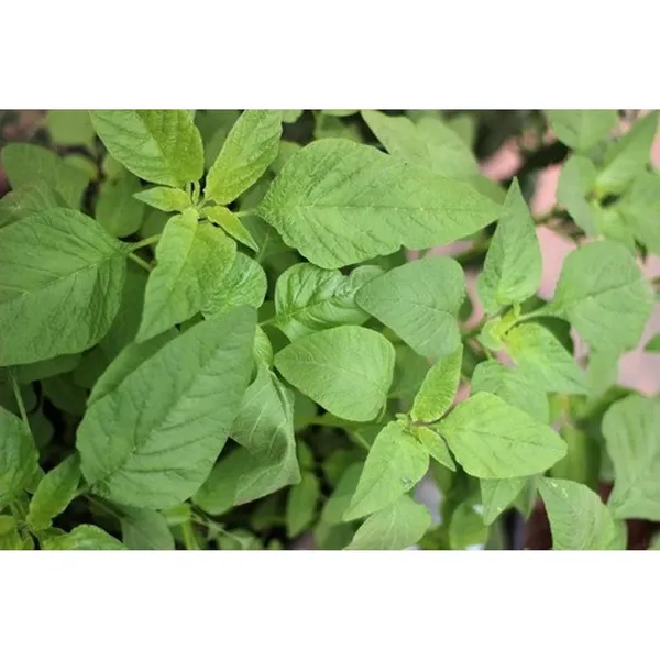Pack_Of_2_Amaranth_Seeds_(_200_Seeds)
