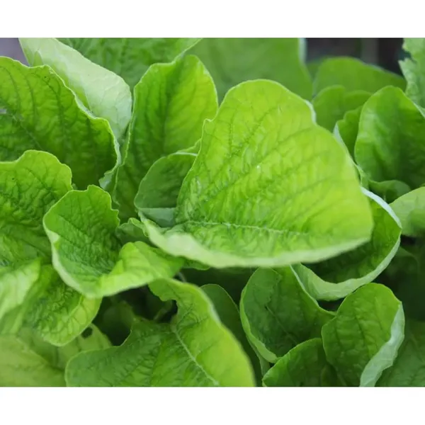 Pack_Of_2_Amaranth_Seeds_(_200_Seeds)