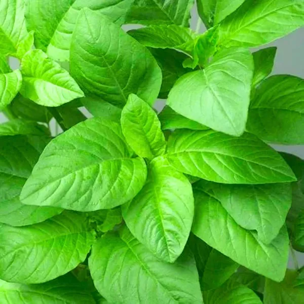 Pack_Of_2_Amaranth_Seeds_(_200_Seeds)