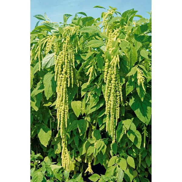 Pack_Of_2_Amaranth_Seeds_(_200_Seeds)
