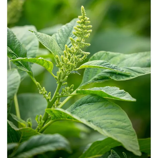 Pack_Of_2_Amaranth_Seeds_(_200_Seeds)
