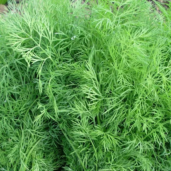 Pack_Of_2_Dill_Herb_Seeds_(_200_Seeds)