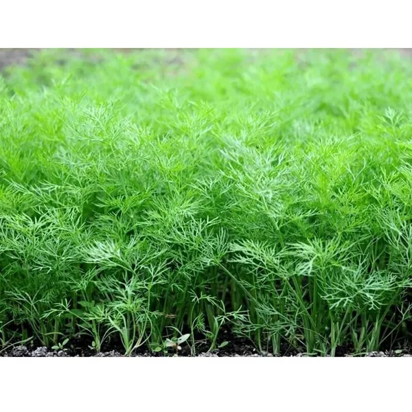 Pack_Of_2_Dill_Herb_Seeds_(_200_Seeds)