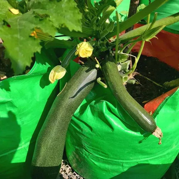 Pack_Of_2_Zucchini_Seeds_(_5_Seeds)