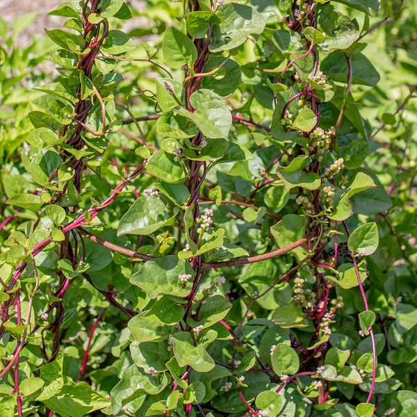 Pack_Of_2_Malabar_Spinach_Seeds_(_15_Seeds)