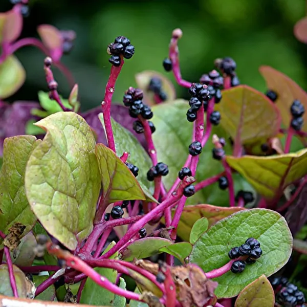 Pack_Of_2_Malabar_Spinach_Seeds_(_15_Seeds)