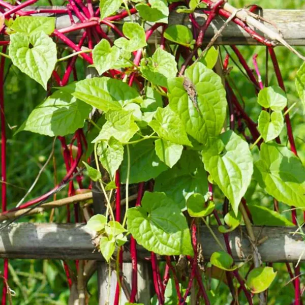 Pack_Of_2_Malabar_Spinach_Seeds_(_15_Seeds)