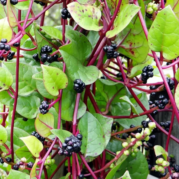 Pack_Of_2_Malabar_Spinach_Seeds_(_15_Seeds)