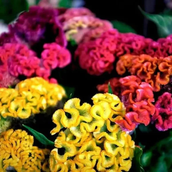 Pack_Of_2_Cockscomb_Flower_Seeds_(_100_Seeds)