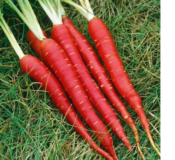 Pack_Of_2_Carrot_Vegetable_Seeds_(_1000_seeds)