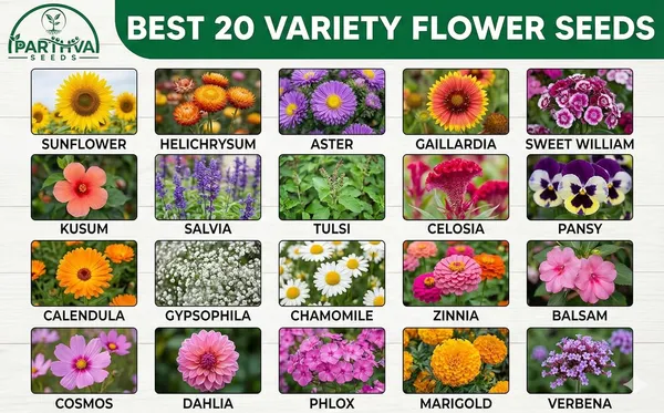 Pack_Of_2_Flower_Seeds_Assorted_Variety_Pack_(_1000_Seeds)