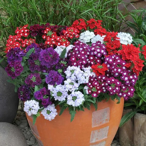Pack_Of_2_Verbena_Flower_Seeds_(_30_Seeds)
