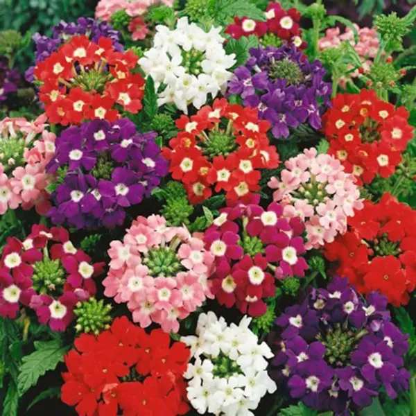 Pack_Of_2_Verbena_Flower_Seeds_(_30_Seeds)