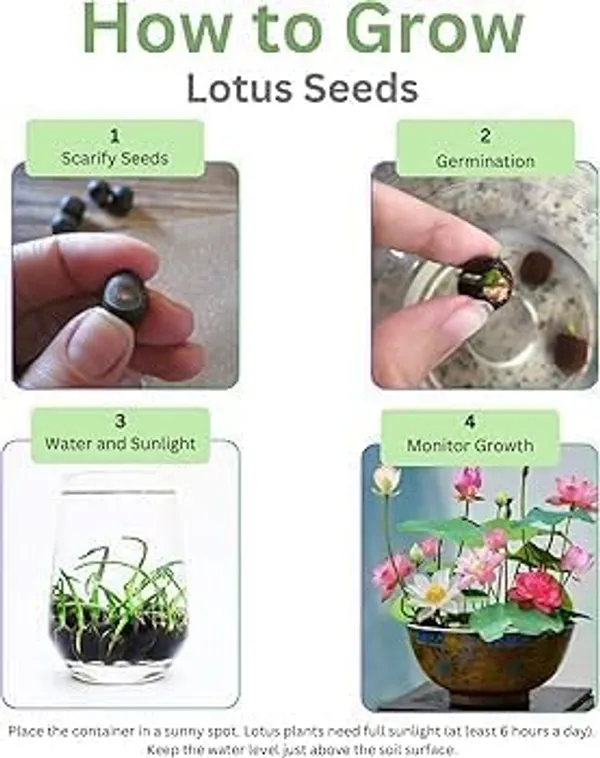 Pack_Of_2_Lotus_Flower_Seeds_(_5_Seeds)
