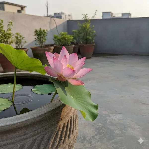 Pack_Of_2_Lotus_Flower_Seeds_(_5_Seeds)