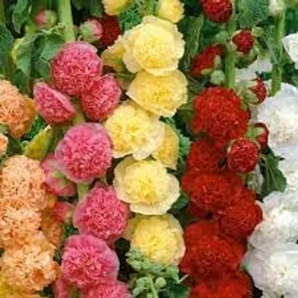 Pack_Of_2_Hollyhock_Flower_Seeds_(_10_Seeds)