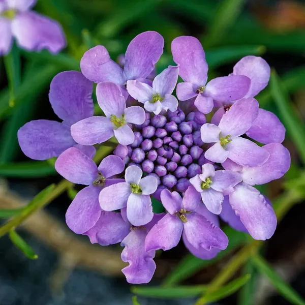 Pack_Of_2_Candy_Tuft_Flower_Seeds_(_60_Seeds)