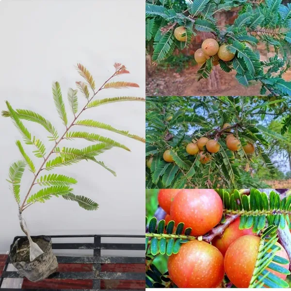 Red_Amla_Fresh_Fruit_Plant