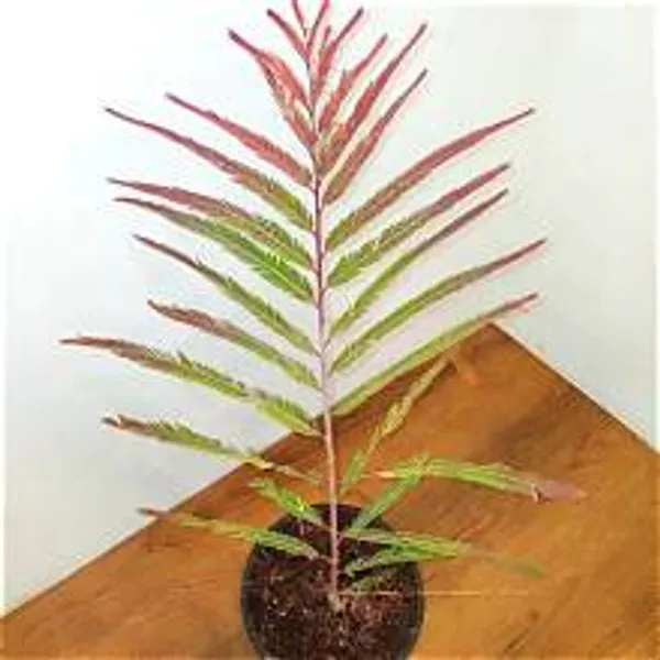 Red_Amla_Fresh_Fruit_Plant