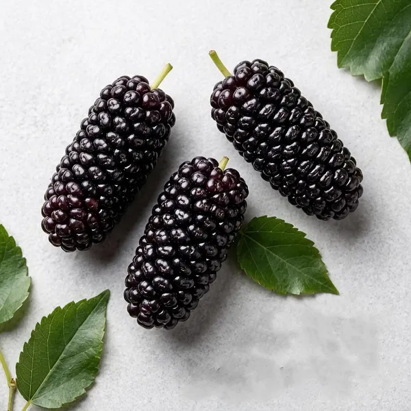 Kawachagro_Long_Mulberry_Shahtoot_Fruit_Plant