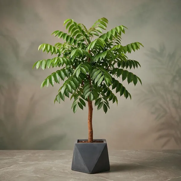 African_Mahogany_Tree_Sapling_For_Plantation