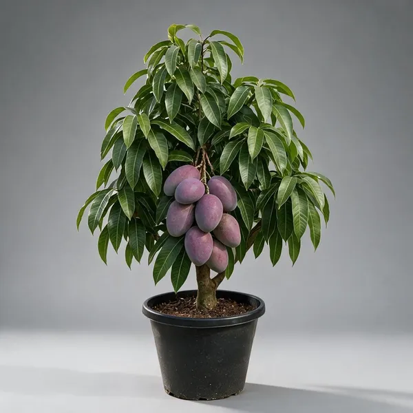Miyazaki_Dwarf_Mango_Plant_Sapling