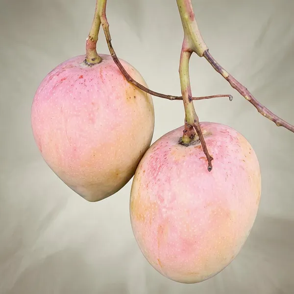 Pusha_Surya_Fresh_Mango_Plant