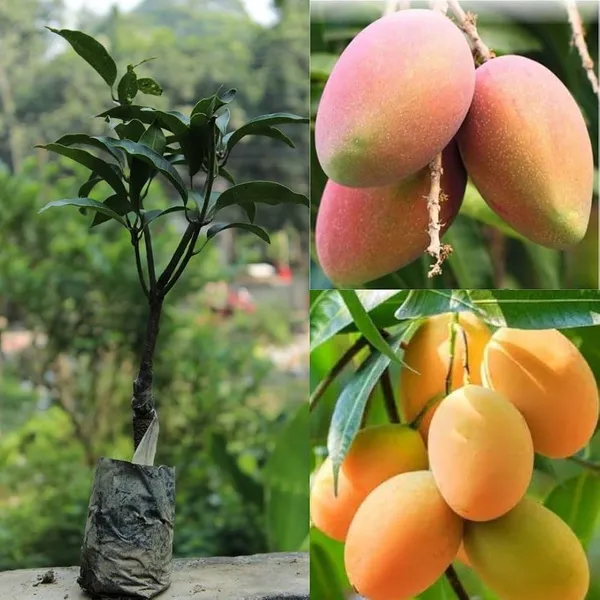 Kesar_Mango_Superb_verity_Plant