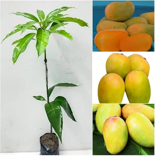 Kesar_Mango_Superb_verity_Plant