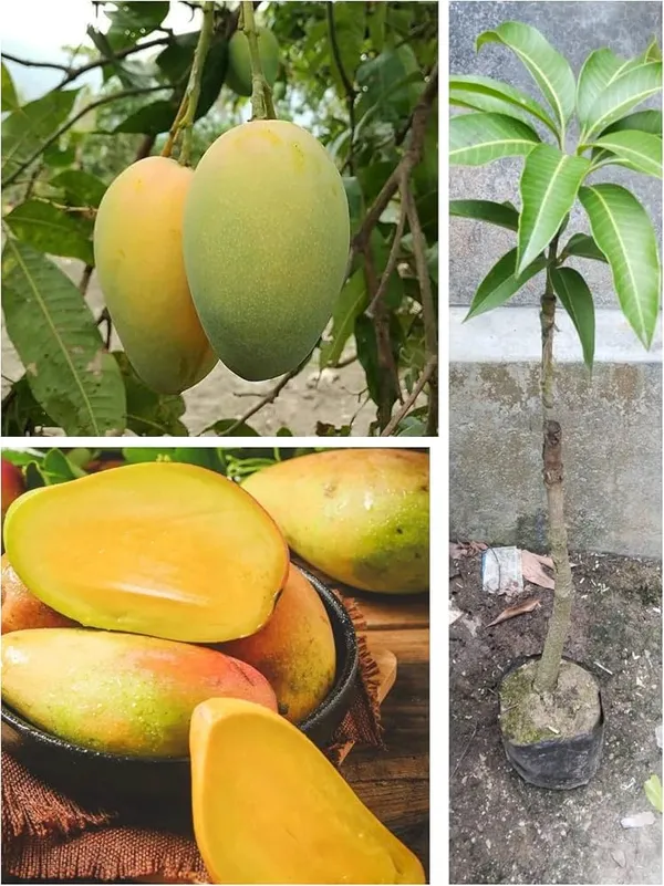 Kesar_Mango_Superb_verity_Plant
