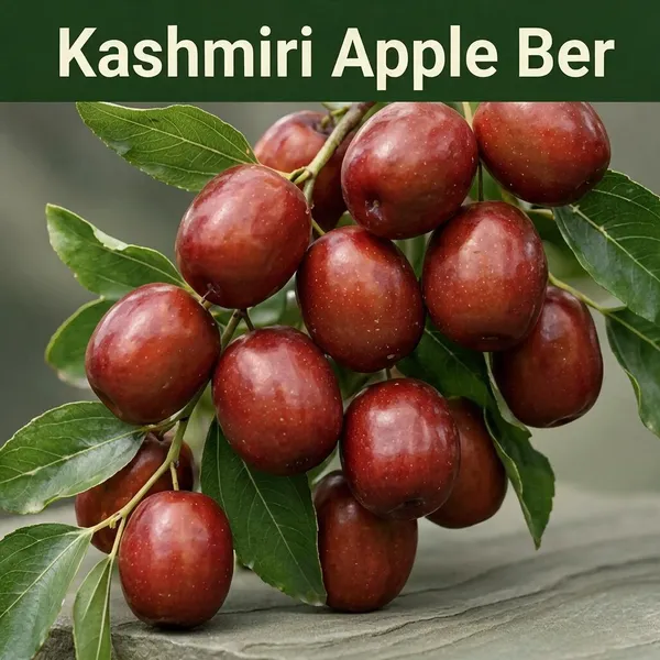 Kawachagro_Kashmiri_Apple_Ber_Fruit_Plant