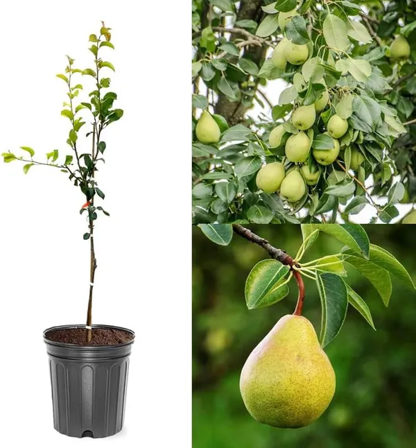 Naspati_Pear_Superb_quality