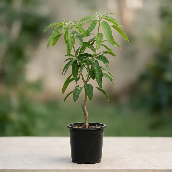 Kawachagro_Red_Ivory_Mango_Sapling_With_Pot