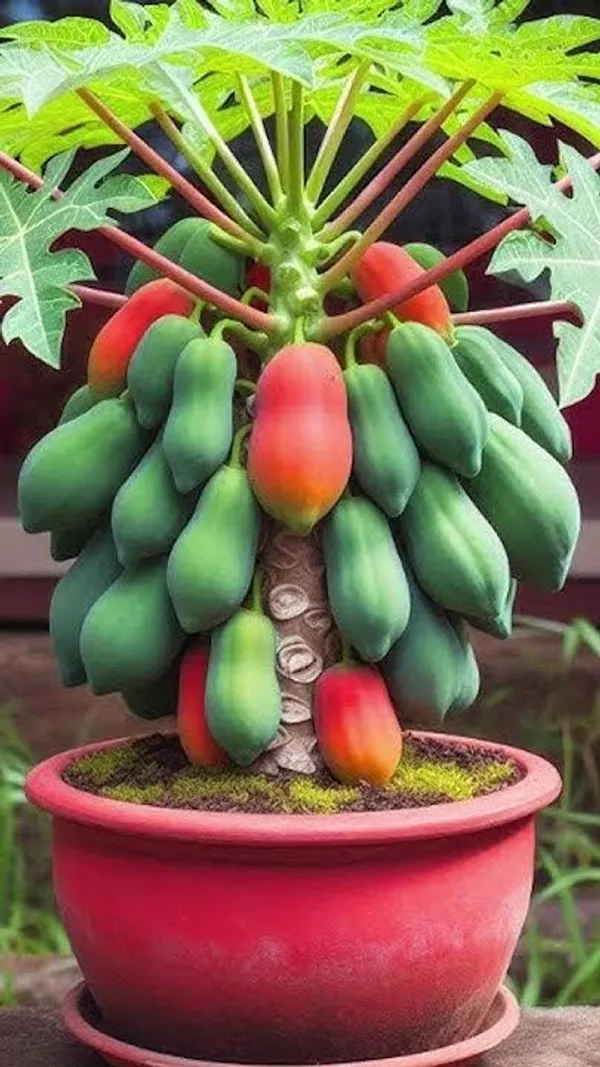 Papita_Red_Lady_Plants