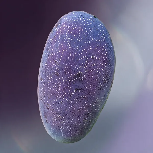Kawachagro_Black_Stone_Mango_Fruit_Plant