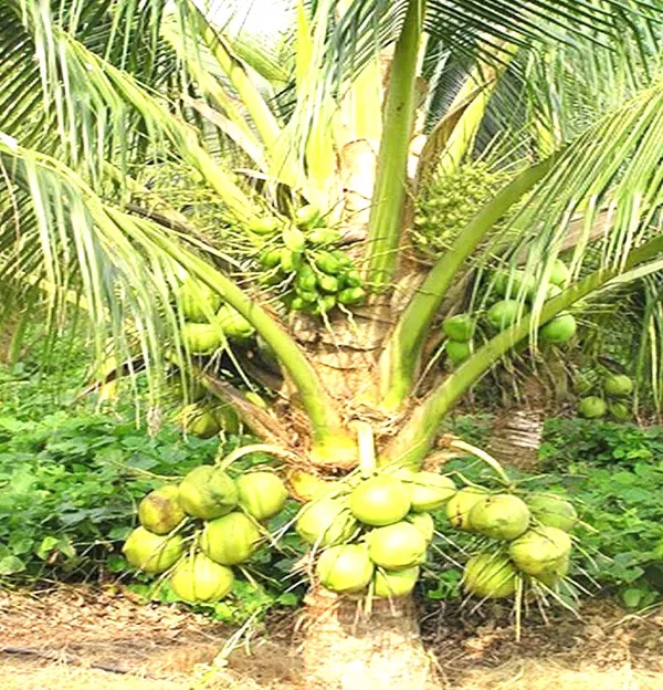 Vietnam_Tender_Green_Coconut_Plant