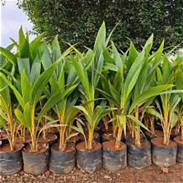Vietnam_Tender_Green_Coconut_Plant