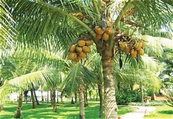 Vietnam_Tender_Green_Coconut_Plant