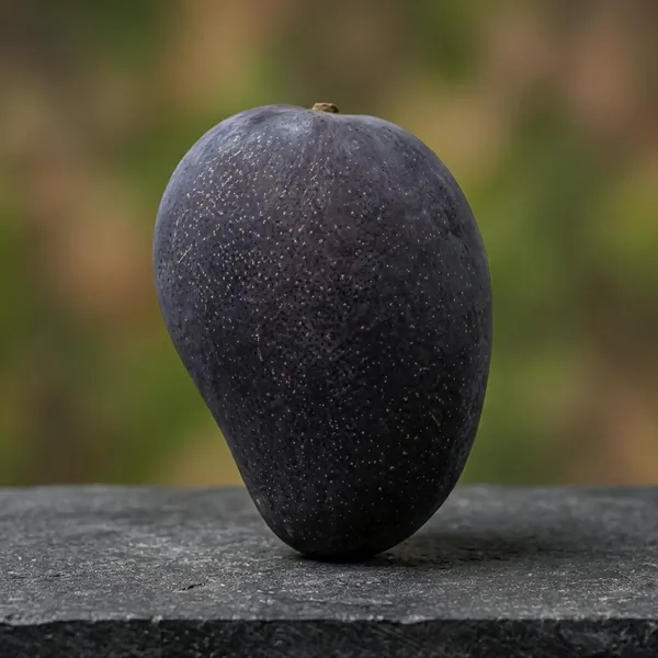 Kawachagro_Black_Stone_Kashi_Mango_Fruit_Plant